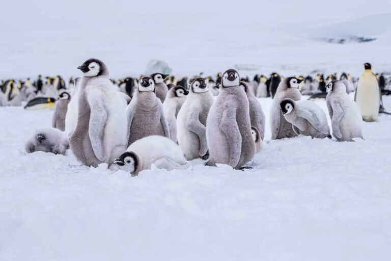 泛海郵輪 | 南極 | 帝王企鵝與雪丘島直升機之旅Antarctica – Emperors & Snow Hill Island – Helicopters / 2027年11月