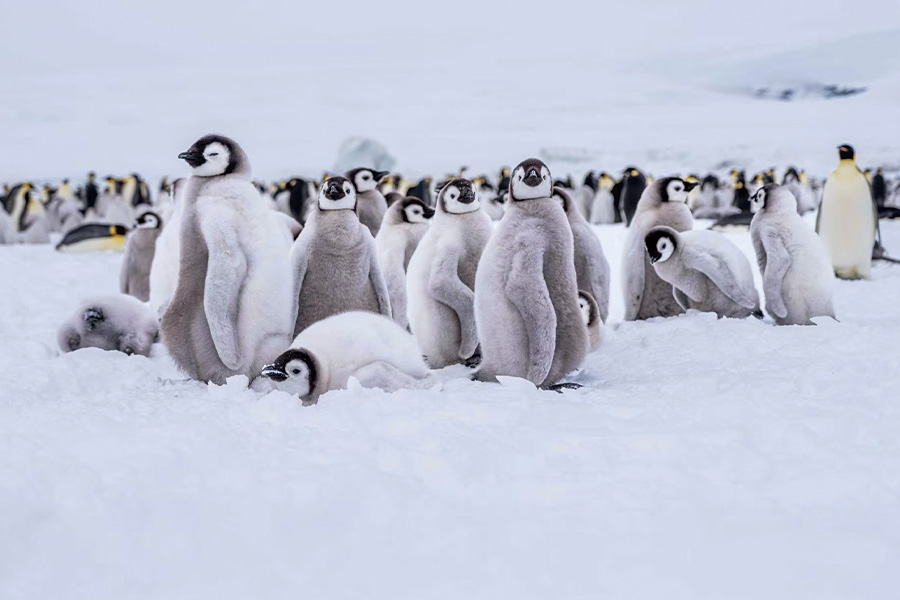 2026-615-Antarctica – Emperors & Snow Hill Island – Helicopters-image